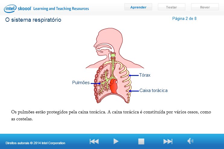 O sistema respiratrio